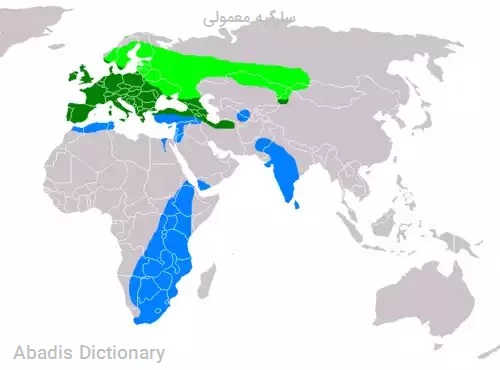 سارگپه معمولی